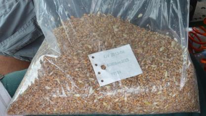 Les grains doivent être récoltés à maturité physiologique parfaite pour une valorisation optimale de la marchandise.