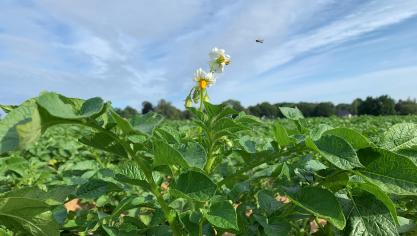 Les rangs se ferment un peu partout, mais les hampes florales sont déjà bien là, illustrant le manque d’eau observé en début de saison.