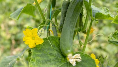 AdobeStock_275927671