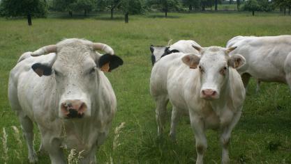 Les mouches peuvent transmettre des germes infectieux aux animaux  et ainsi mettre la santé du troupeau sous pression.