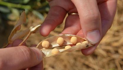 Certaines pratiques permettent de gérer l’azote libéré par les résidus de légumineuses après récolte et d’en maximiser la valorisation par la culture suivante.