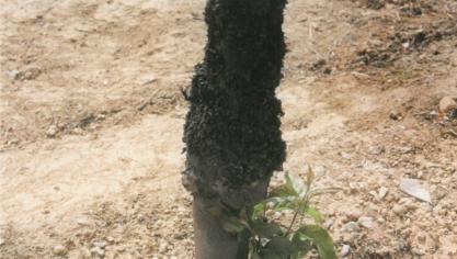 Symptômes d’Agrobacterium sur pommier.