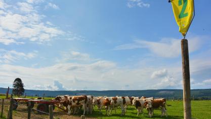 Le parcours s’étend sur 1.700 m et compte douze trous, parmi les vaches,  chevaux, moutons… Des obstacles mobiles qu’il faut savoir éviter !