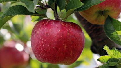 La faible récolte 2019/2020 couplée à une forte demande pendant le confinement ont poussé les prix des pommes vers des sommets lors de ces derniers mois,