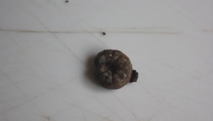 Les chenilles de couleur grise ont 4 points noir disposés en trapèze sur chaque segment. Elles s’enroulent sur elles-mêmes dès qu’elles sont dérangées. Le jour, elles se blotissent sous les plantes ou à quelques mm sous terre.