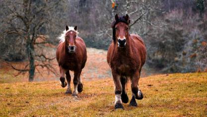 horses-1984977_1920