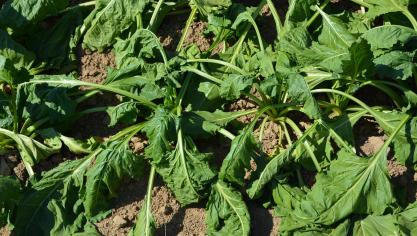 Les canicules et sécheresses se répètent d’année en année,  ce qui n’est pas sans conséquence sur le monde agricole.
