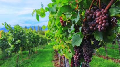 wine-2799719_1920