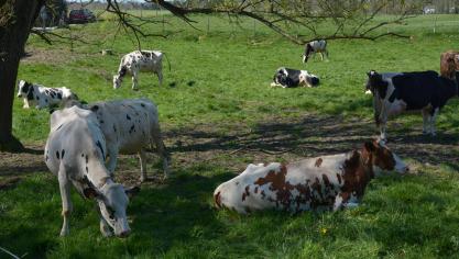 En période estivale, lorsque les vaches se trouvent en pâture, il est important  qu’elles aient suffisamment de zones ombragées où se protéger du soleil.