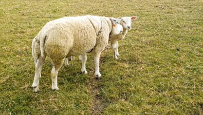 Dès que le bélier est amené aux brebis, il doit être muni d