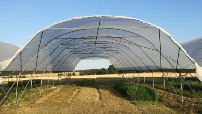 On observe qu’en situation de déficit hydrique important, la luzerne produit encore plus de 4 tonnes de MS par ha pour la troisième coupe alors que le trèfle violet et le dactyle ont produit moins de 500 kg et le ray-grass est complètement desséché