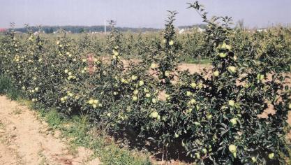 ‘Golden delicious’ présente une productivité bonne à très bonne, précoce et peu alternante si un éclaircissage est pratiqué.