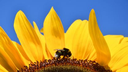 Les rendements moyens du tournesol sont également revus à la baisse à 2,39 t/ha, contre les 2,46 t/ha attendus lors des prévisions faites en juillet.