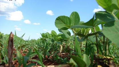 Au Brésil, la production de soja devrait continuer de progresser pour atteindre 140 millions de tonnes en 2029, ce qui en fera le premier producteur à l’échelle mondiale, devant les États-Unis.