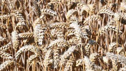 Froment, orges... tous les conseils pour le choix variétal seront présentés en ligne le 10 septembre. Une brochure sera également imprimée comme chaque année.