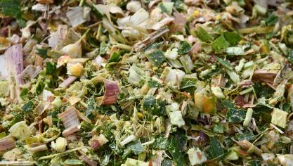 Le Centre pilote maïs rappelle que le stade optimal de maturité qui permet de disposer d’un ensilage de maïs de qualité se situe entre 32 et 35
% MS.