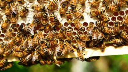 honey-bees-401238_1920