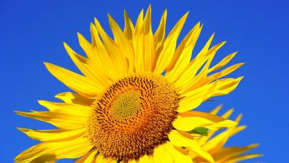 sunflower-2511961_1920