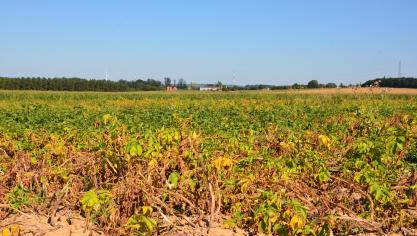 L’emploi des nouveaux produits impose plus encore une bonne planification des défanages par rapport aux dates prévues pour commencer les récoltes.