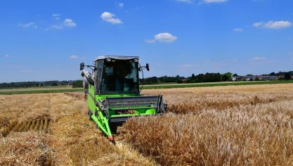 Récolte des petites parcelles expérimentales. Notons que les meilleurs rendements ont été généralement été enregistrés dans les limons profonds à bon drainage.