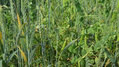 La Commission européenne a lancé, le 4 septembre, une consultation publique sur son futur plan d’action qui vise à atteindre 25
% de surfaces cultivées en bio d’ici 2030.
