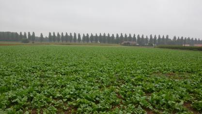 L’agriculture, neutre sur le plan climatique, dans 15 ans? C’est la volonté affichée par la Commission européenne.