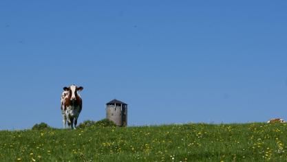 Pour limiter le lessivage de l’azote en prairie, mieux vaut, notamment,  éviter l’affouragement au pré après le 15 août, pour autant que cela soit possible.