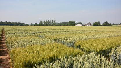 L’éventail des variétés commercialisées cetr automne permet de choisir, parmi des froments de même potentiel de rendement, celles dont les résistances aux maladies, à la verse et à certains ravageurs sont supérieures.
