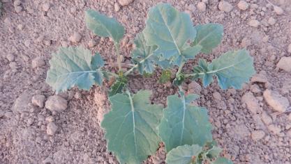 Plantules à 4-5 feuilles. Les cotylédons présentent des morsures d
