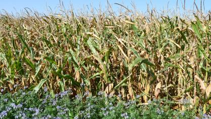 Le maïs constitue en cette saison le plus grand réservoir de virus de la jaunisse nanisante de l’orge (JNO), et de pucerons vecteurs de celui-ci. La proximité de champs de maïs, et leur récolte alors que des céréales sont déjà levées constituent deux facteurs aggravants. Il est donc vivement conseillé d’éviter les semis précoces!