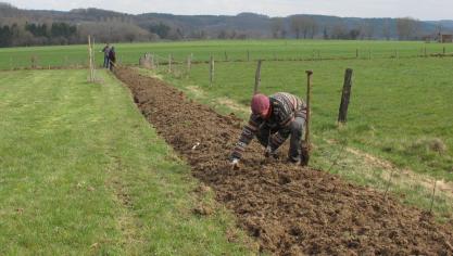 Parmi les répondants à l’enquête, seuls 19 % envisagent de faire appel  à un professionnel pour réaliser leurs plantations.