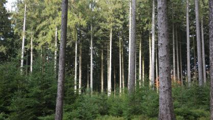 «Quelles réponses proposent l’Europe et la Wallonie pour garantir une forêt européenne et wallonne en bonne santé dans les décennies à venir ? Où en sommes-nous et vers où allons-nous ?» NTF proposera un échange d’idées sur cette thématique majeure lors d’une conférence organisée le jeudi 15 octobre à La Bruyère.