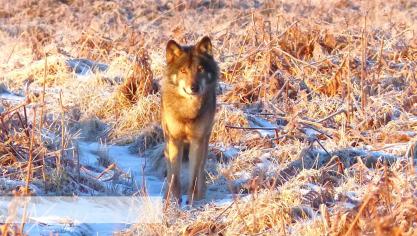 Le loup « Akéla », seul individu actuellement établi en Wallonie, photographié dans les Hautes-Fagnes en février 2019.