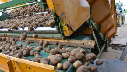 Le séchage s’impose dès les premières bennes lorsque elles contiennent des tubercules crottés, mouillés, ou présentant des pourritures ou des blessures.