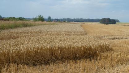Variante « céréales laissées sur pied ».