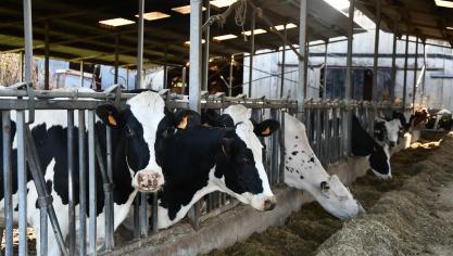 Concernant le cheptel bovin, la statistique demeure établie, comme lors des années antérieures, sur la base des données disponibles dans Sanitel