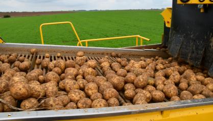 Le Nepg invite les producteurs à la modération pour les plantations du printemps prochain.