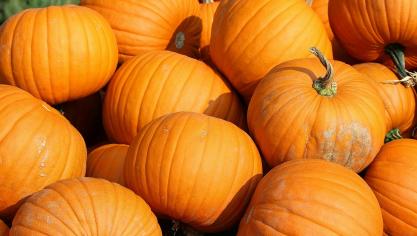 pumpkins-457716_1920