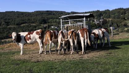 Cumulée sur huit mois, la collecte de l’UE-27 a progressé de +1,4 % par rapport à 2019  (effet bissextile neutralisé), à 98,9 millions de tonnes.
