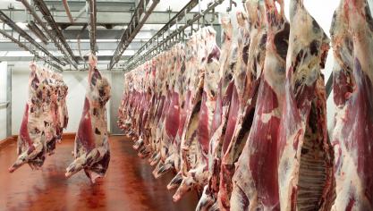 Durant l’été, les flux de viande bovine sont restés perturbés au sein de l’UE.