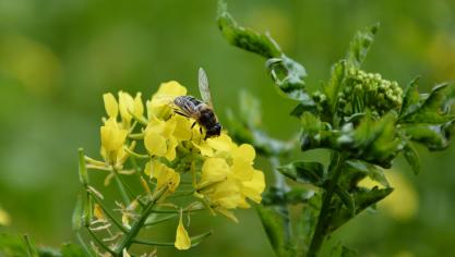 Afin d’avoir une meilleure vue sur  la rotation des cultures, notamment en ce qui concerne les mesures d’atténuation des risques pour les abeilles lors de l’utilisation de semences traitées aux néonicotinoïdes, l’historique des cultures devra être disponible pour une période allant jusqu’à 5 ans.