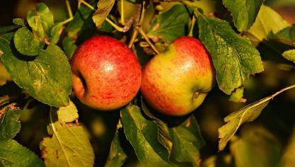 Pommiers, poiriers, pruniers, cerisiers et autres fruitiers seront mis à l’honneur cette année.