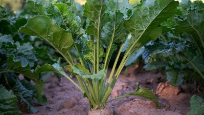 sugar-beet-4138196_1920