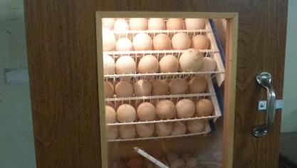 L’incubateur doit être placé dans un local où  la température ne descend pas sous 10° c et  où les variations de température sont limitées.