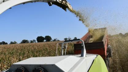 Deux variétés précoces et deux variétés tardives ont été admises au Catalogue suite aux essais menés en 2018, 2019 et 2020.