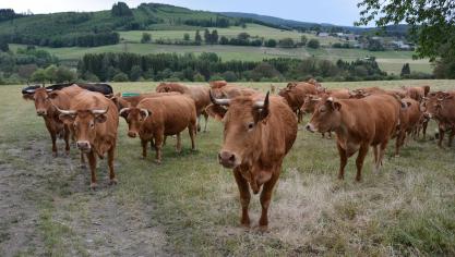 Au niveau mondial, 1,5 % des terres agricoles sont biologiques,  dont plus des deux tiers sont des prairies ou des pâturages.
