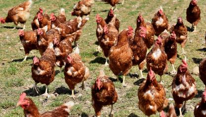 chicken-4425557_1920