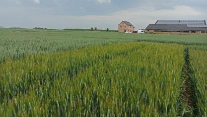 Le Centre wallon de recherches agronomiques étudie, notamment sur le plan  variétal, la culture du blé dur, dans une recherche d’alternatives rentables permettant la diversification des grandes cultures en Wallonie.
