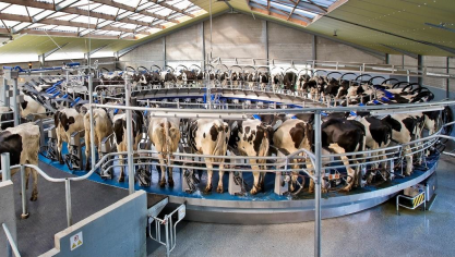La salle de traite rotative E300 a été conçue pour être utilisée par un seul trayeur.