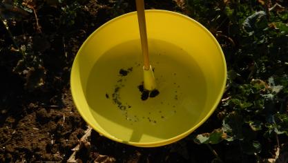 Piège à insectes installé dans un champ de colza d